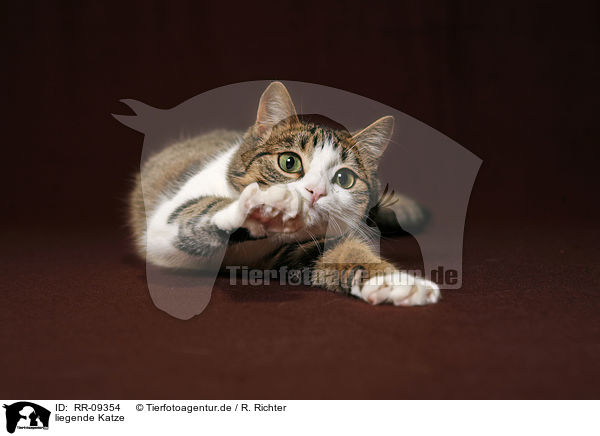 liegende Katze / lying cat / RR-09354