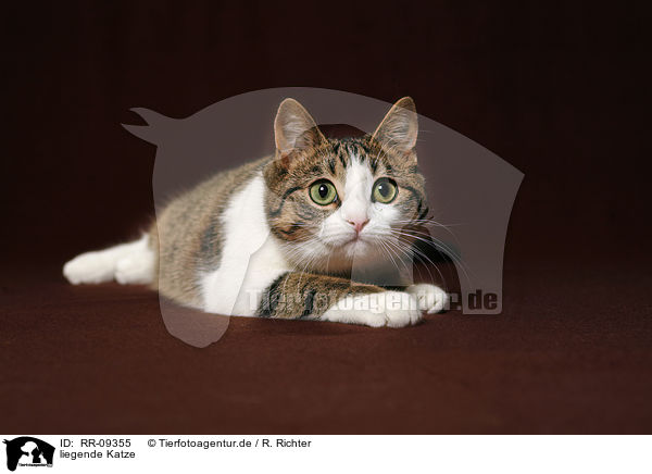 liegende Katze / lying cat / RR-09355