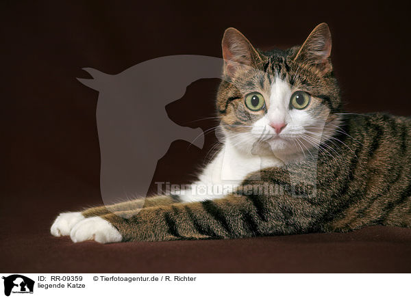 liegende Katze / lying cat / RR-09359