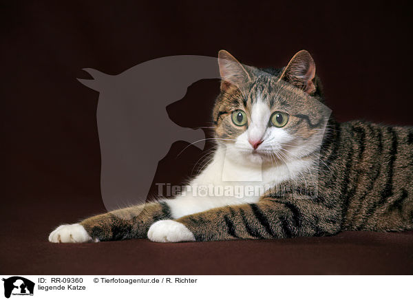 liegende Katze / lying cat / RR-09360