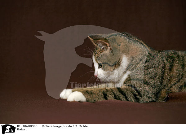 Katze / domestic cat / RR-09366