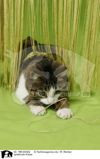 spielende Katze / playing cat / RR-09382