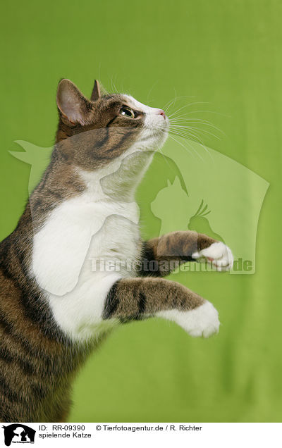 spielende Katze / playing cat / RR-09390