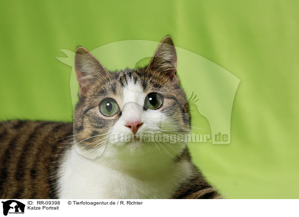 Katze Portrait / cat head / RR-09398