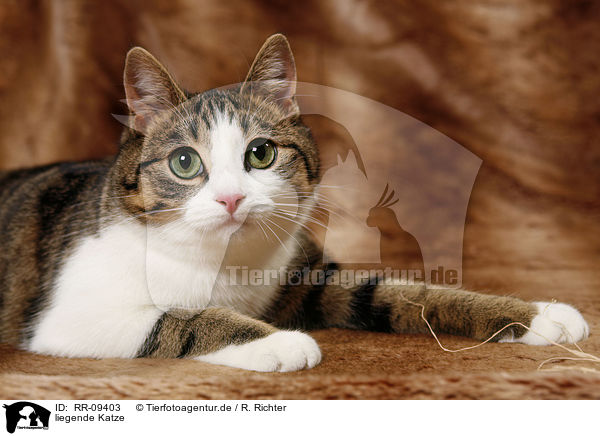 liegende Katze / lying cat / RR-09403