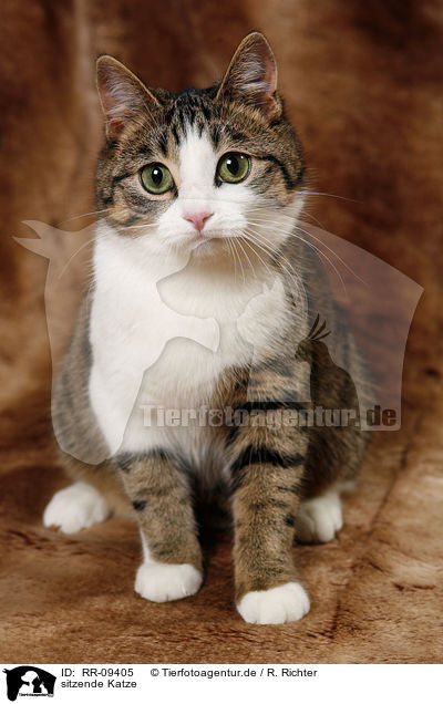 sitzende Katze / sitting cat / RR-09405