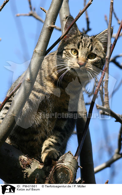 Katze auf Baum / cat on tree / PM-01661