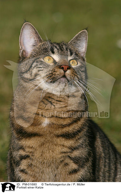 Portrait einer Katze / Cat head / PM-01680