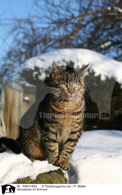 Hauskatze im Schnee / cat in snow / PM-01692