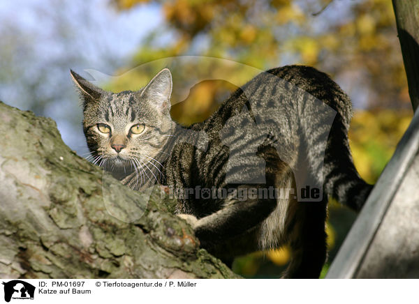 Katze auf Baum / cat on tree / PM-01697