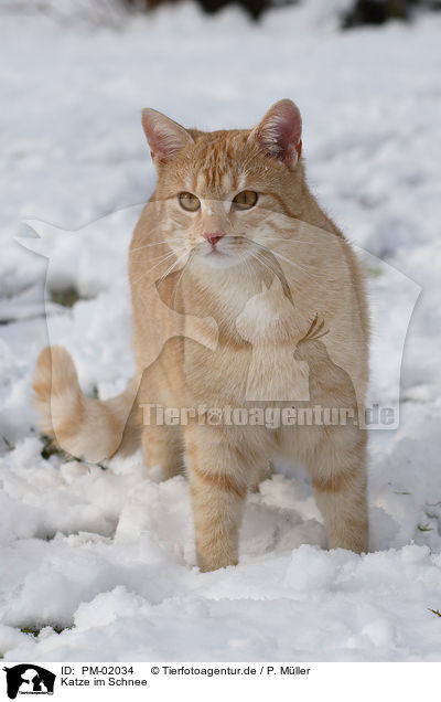 Katze im Schnee / cat in snow / PM-02034