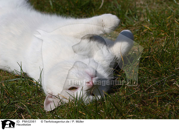 Hauskatze / domestic cat / PM-02061