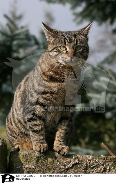 Hauskatze / domestic cat / PM-02070