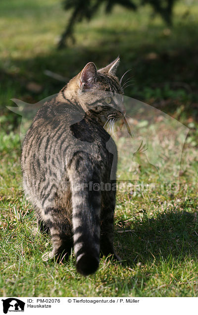 Hauskatze / domestic cat / PM-02076