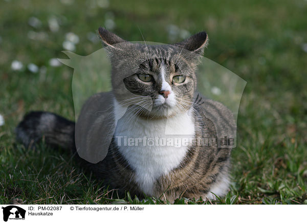 Hauskatze / domestic cat / PM-02087