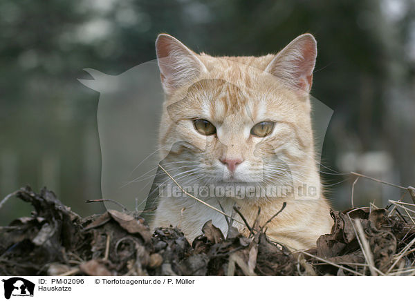 Hauskatze / domestic cat / PM-02096