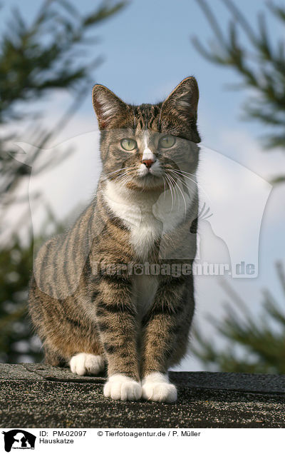 Hauskatze / domestic cat / PM-02097