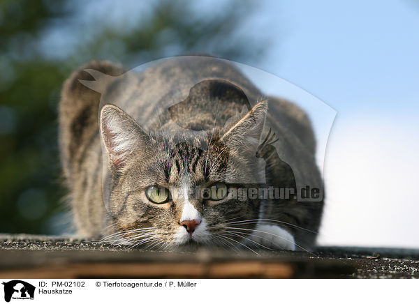 Hauskatze / domestic cat / PM-02102