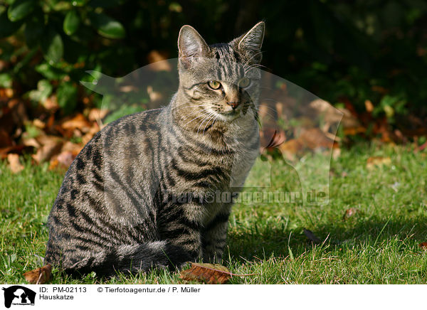 Hauskatze / domestic cat / PM-02113