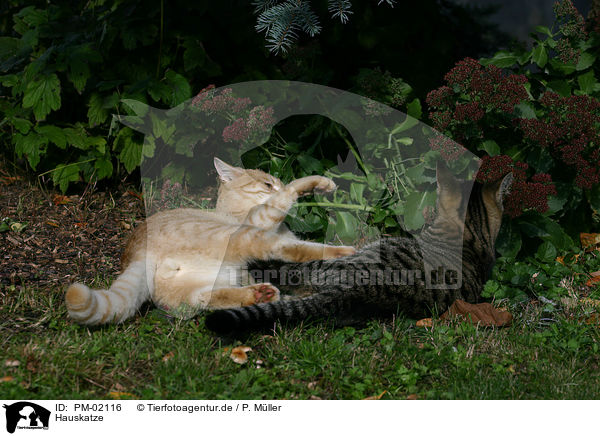 Hauskatze / domestic cat / PM-02116