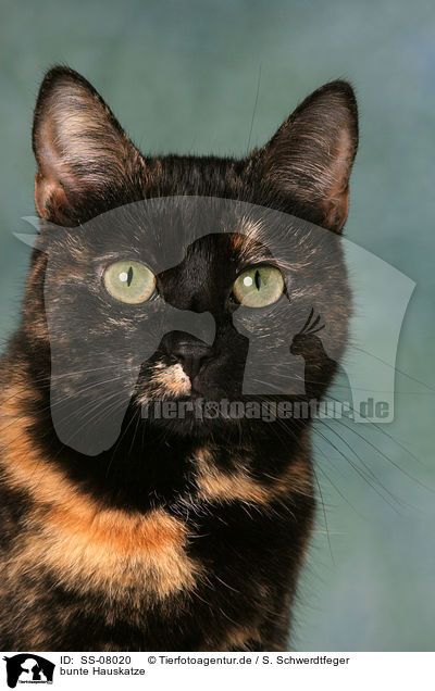 bunte Hauskatze / domestic cat portrait / SS-08020