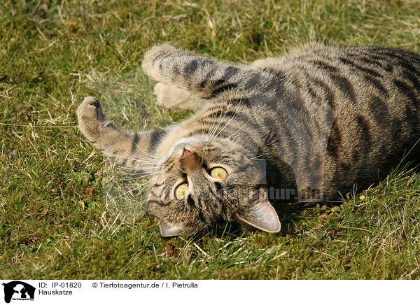 Hauskatze / domestic cat / IP-01820