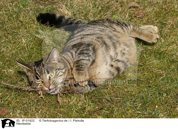 Hauskatze / domestic cat / IP-01822