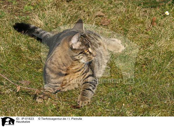 Hauskatze / domestic cat / IP-01823