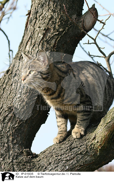 Katze auf dem baum / cat on tree / IP-01835