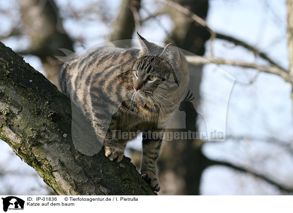 Katze auf dem baum / cat on tree / IP-01836