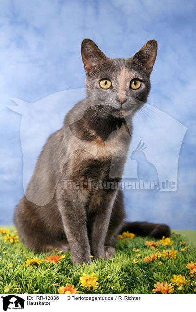 Hauskatze / domestic cat / RR-12836