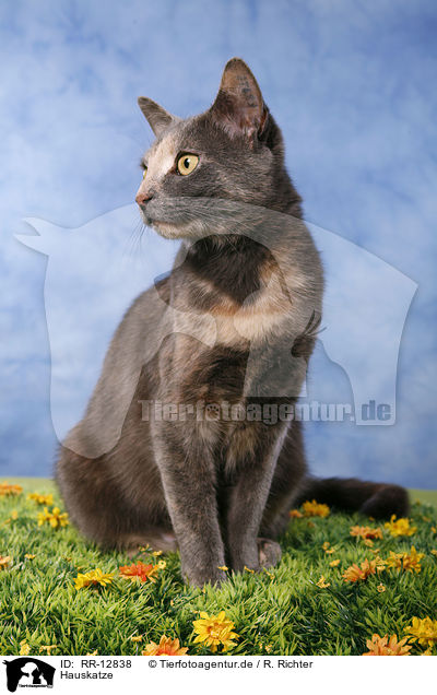 Hauskatze / domestic cat / RR-12838