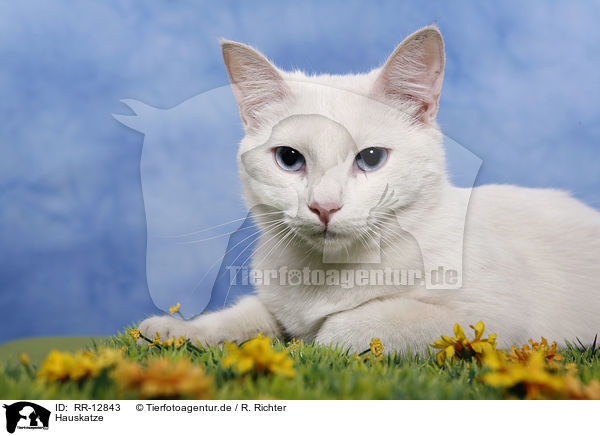 Hauskatze / domestic cat / RR-12843