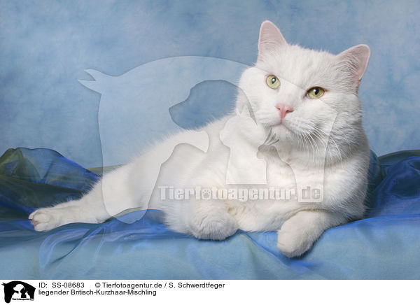 liegender Britisch-Kurzhaar-Mischling / lying cat / SS-08683