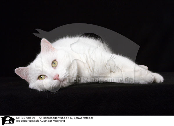 liegender Britisch-Kurzhaar-Mischling / lying cat / SS-08689