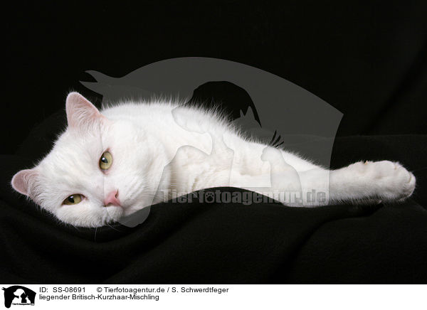 liegender Britisch-Kurzhaar-Mischling / lying cat / SS-08691