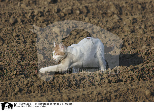 Europisch Kurzhaar Kater / european shorthair tomcat / TM-01288