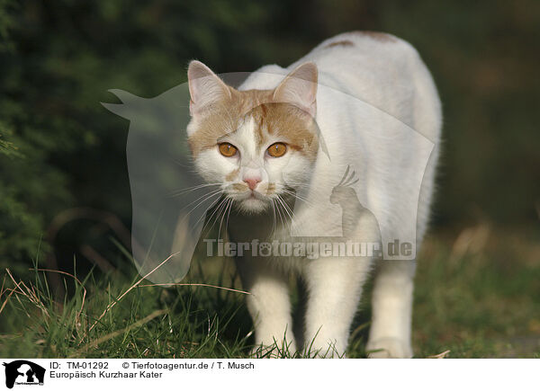 Europisch Kurzhaar Kater / european shorthair tomcat / TM-01292