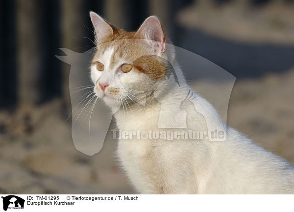 Europisch Kurzhaar / European Shorthair / TM-01295