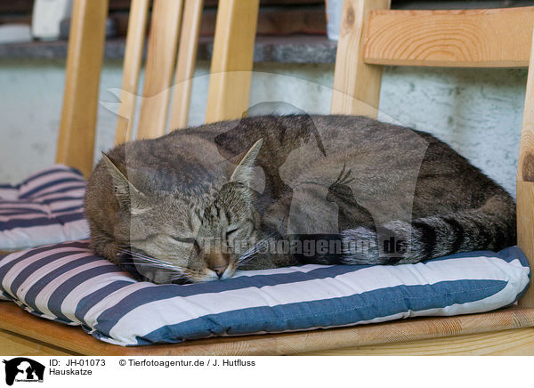 Hauskatze / domestic cat / JH-01073