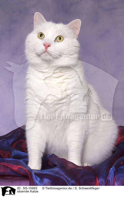 sitzende Katze / sitting cat / SS-10662