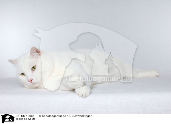 liegende Katze / lying cat / SS-10666