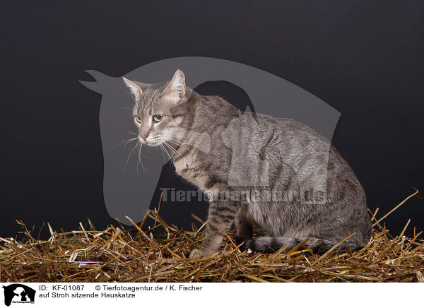 auf Stroh sitzende Hauskatze / on straw sitting cat / KF-01087