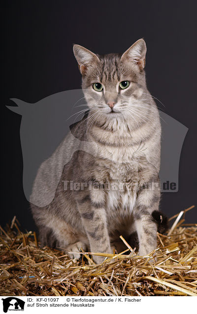 auf Stroh sitzende Hauskatze / on straw sitting cat / KF-01097