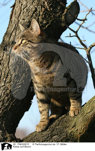 Katze auf Baum / cat on a tree / PM-02815