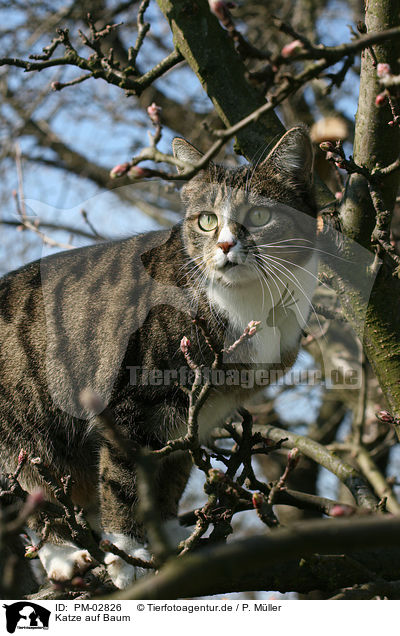Katze auf Baum / PM-02826