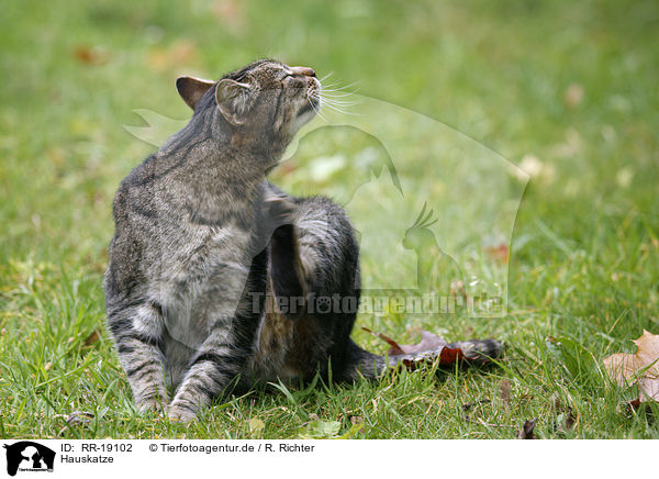 Hauskatze / domestic cat / RR-19102