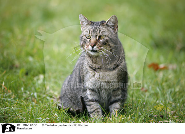 Hauskatze / domestic cat / RR-19106