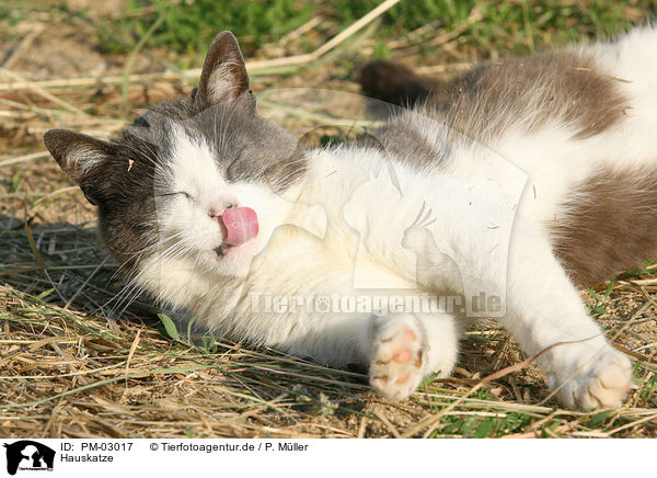 Hauskatze / domestic cat / PM-03017