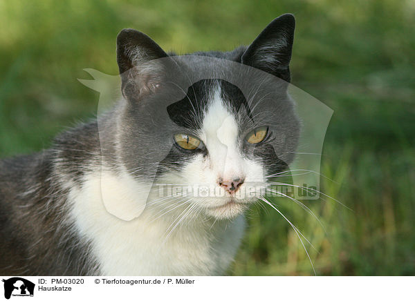 Hauskatze / domestic cat / PM-03020